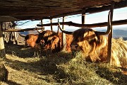 In CANTO ALTO da Cler di Sedrina - Prati Parini il 18 gennaio 2018 - FOTOGALLERY